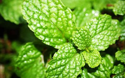 A menta